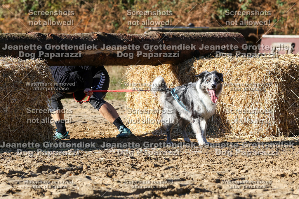 Dog Paparazzi - Strongdog 10-25-2192 | Dog Paparazzi Jeanette Grottendiek Fotografie & Videografie - Realisiert mit Pictrs.com