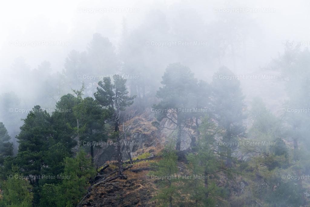 Divers_Erlebnisraum_Wald_23_Peter_Maier-870 | piet_flosse