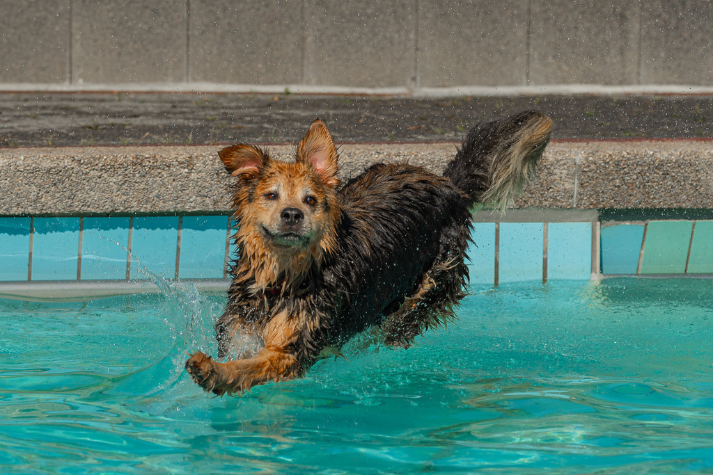 allesWIRTHgut Tierfotografie - 7IV07088 | Professionelle Tierfotografie in Mönchengladbach von Daniel Wirth (allesWIRTHgut). Liebevolle & natürliche Bilder von Hunden & Katzen für unvergessliche Erinnerungen.
