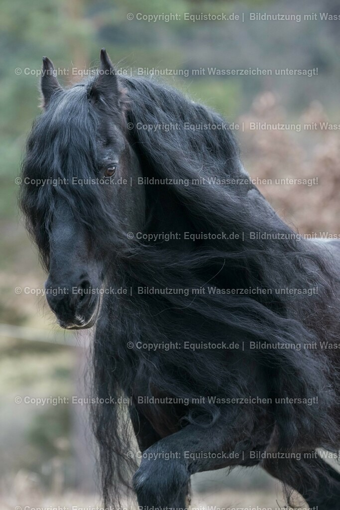 20160312_Friesenhengst_0006 | equistock
