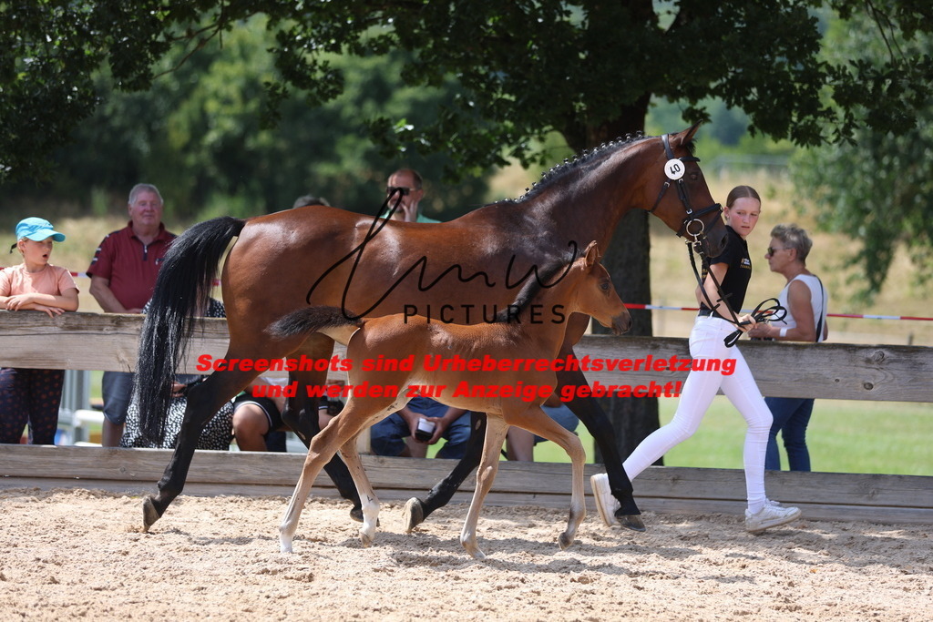 Fohlenschau_Schwäbisch_Hall_springbetonte_Fohlen_KN 40_3 | lmwpictures - Realisiert mit Pictrs.com