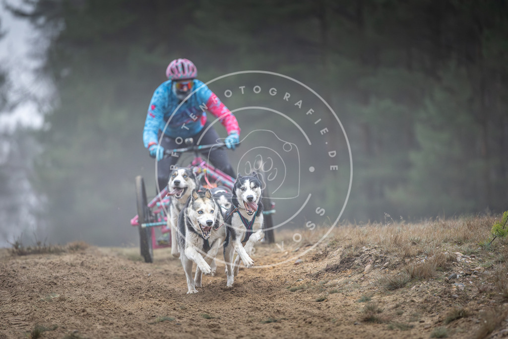 Pfotenfotografie_DV3A0496 | Hundefotografie, Tierfotograf, Pfotenfotografie, Fotoshooting Hund, Hunde Portrait, Hundesport, Hundeportraits, Heideshooting, Hunde, Sportfotograf, Hundefotograf, Turnierhundsport, THS,  - Realisiert mit Pictrs.com