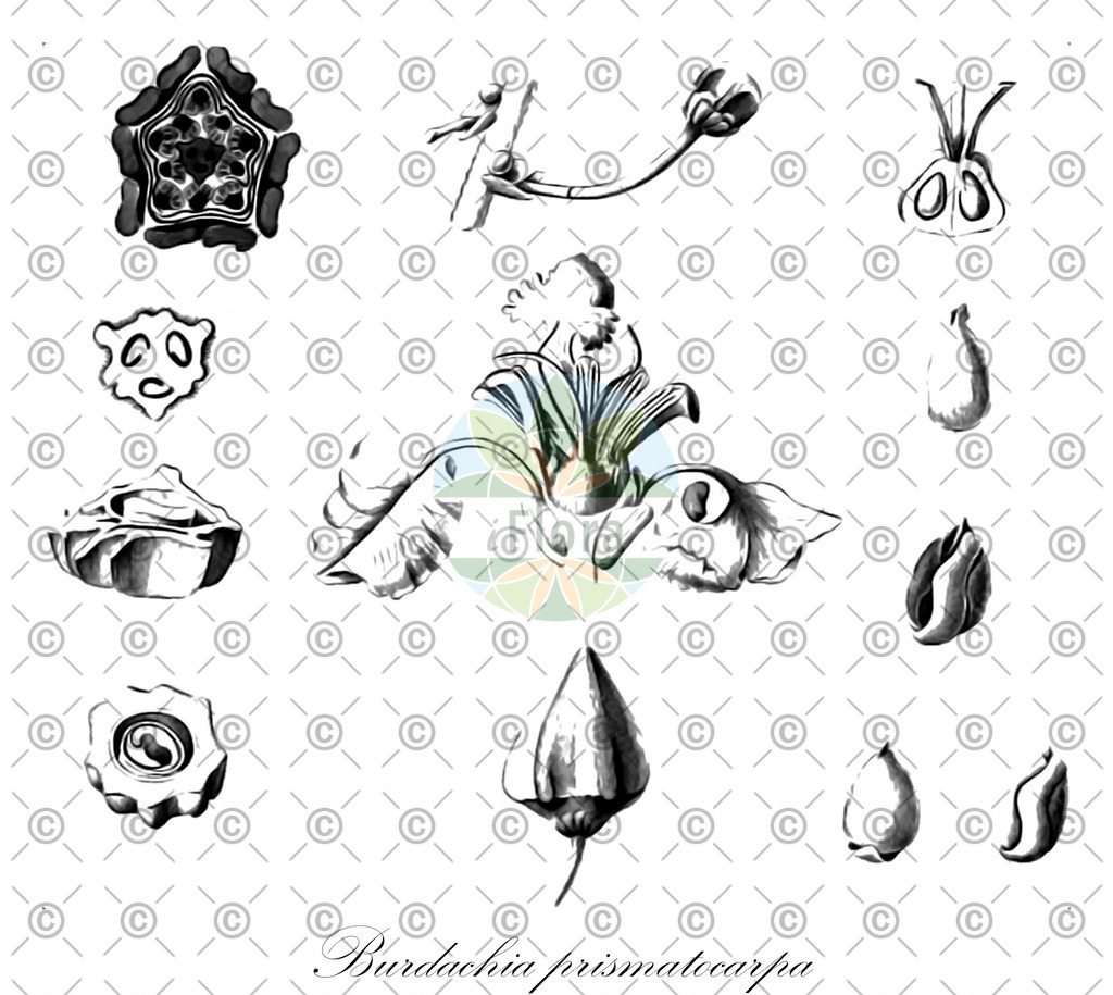 HistAbb_wfo-0000575976_2_ENZY_Simple | Historische Abbildung von Burdachia prismatocarpa - Malpighiaceae | Historical Illustration of Burdachia prismatocarpa - Malpighiaceae