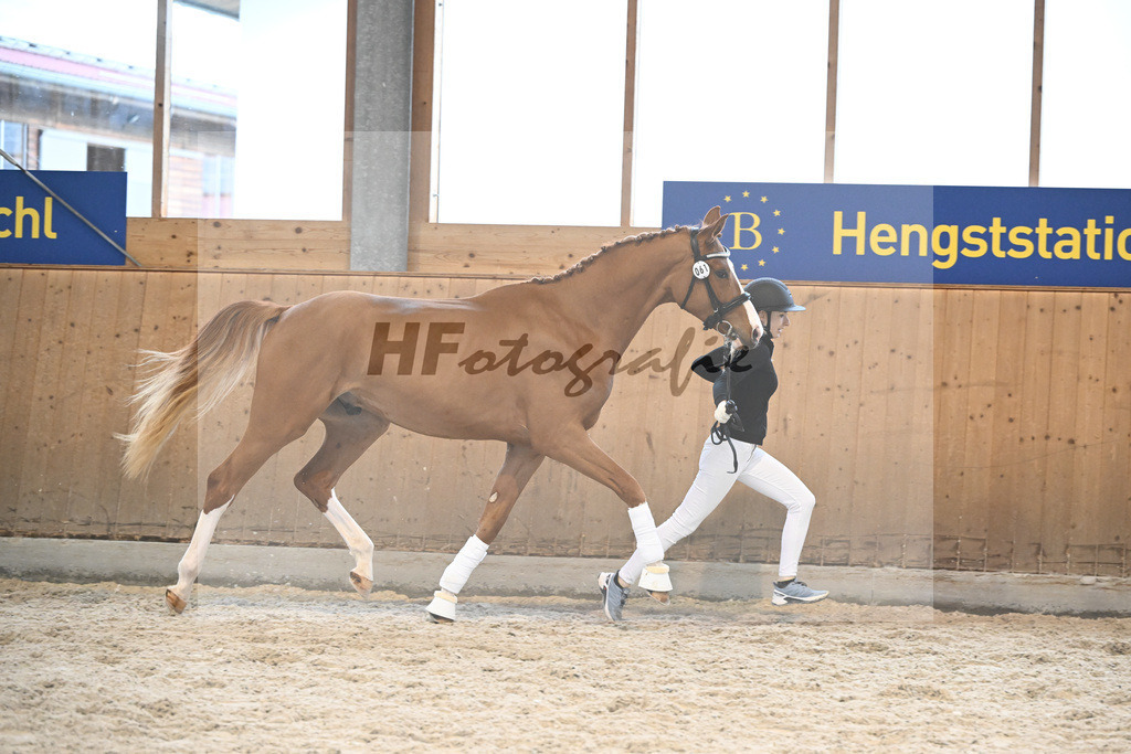 Kat-Nr. 61 Dexter v. Dimaggio Black_Hoffmann_5252198 | hf-fotografie - Realisiert mit Pictrs.com