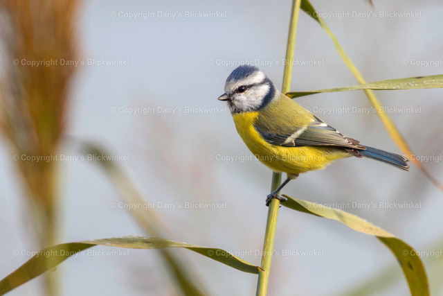 201761 | Tierfotografie, Tierkalender, Tierbilder, Insekten, Spinnen, Vögel, Schmetterling, Libellen, Leinwand, Colorkey, Qualität, Geschenkartikel, Geschenk - Realisiert mit Pictrs.com