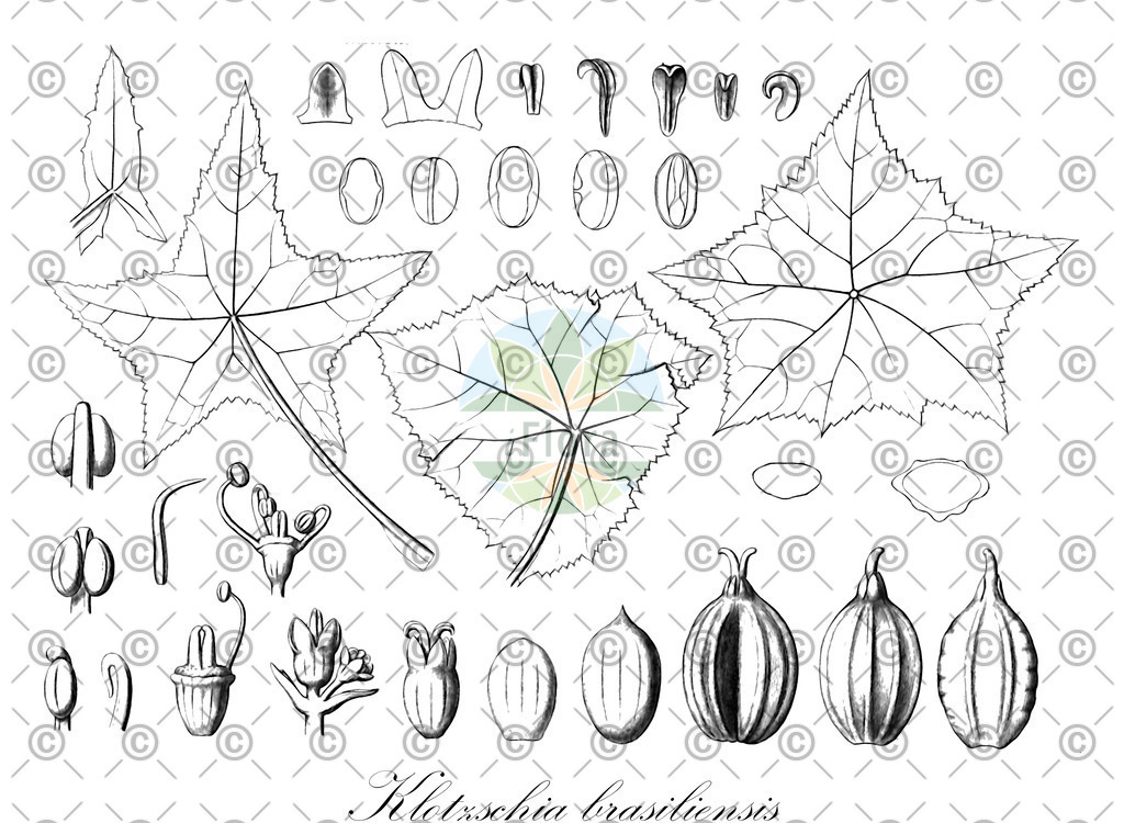 HistAbb_wfo-0001085251_1_ENZY_Simple | Historische Abbildung von Klotzschia brasiliensis - Apiaceae | Historical Illustration of Klotzschia brasiliensis - Apiaceae