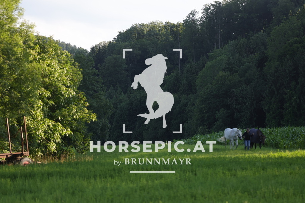 0P6A3402 | Willkommen bei Brunnmayr - Design & Fotografie – Ihrem Spezialisten für Reitturniere und Pferdeveranstaltungen in Oberösterreich, Salzburg und Bayern! Seit über 17 Jahren sind wir leidenschaftlich dabei.
