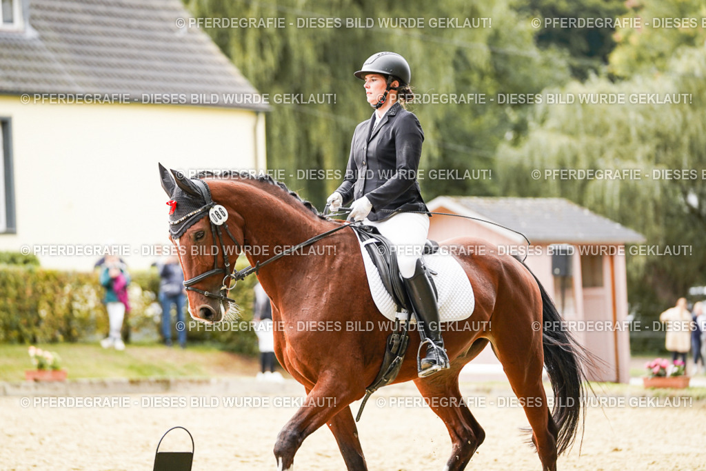 DSC03217 | Pferdegrafie