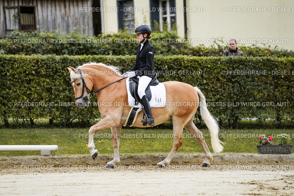 DSC04842 | Pferdegrafie