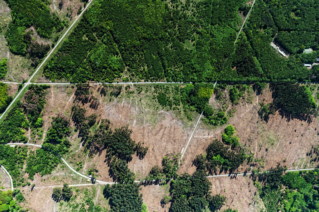 dr__0052916.jpg | RANSBACH-BAUMBACH 07.05.2020 Durch Rodung kahle Waldfläche in einem Waldgebiet - Forstgelände in Wittgert im Bundesland Rheinland-Pfalz, Deutschland. // Bald area of a cleared forest in Wittgert in the state Rhineland-Palatinate, Germany. Foto: Daniel Reiter