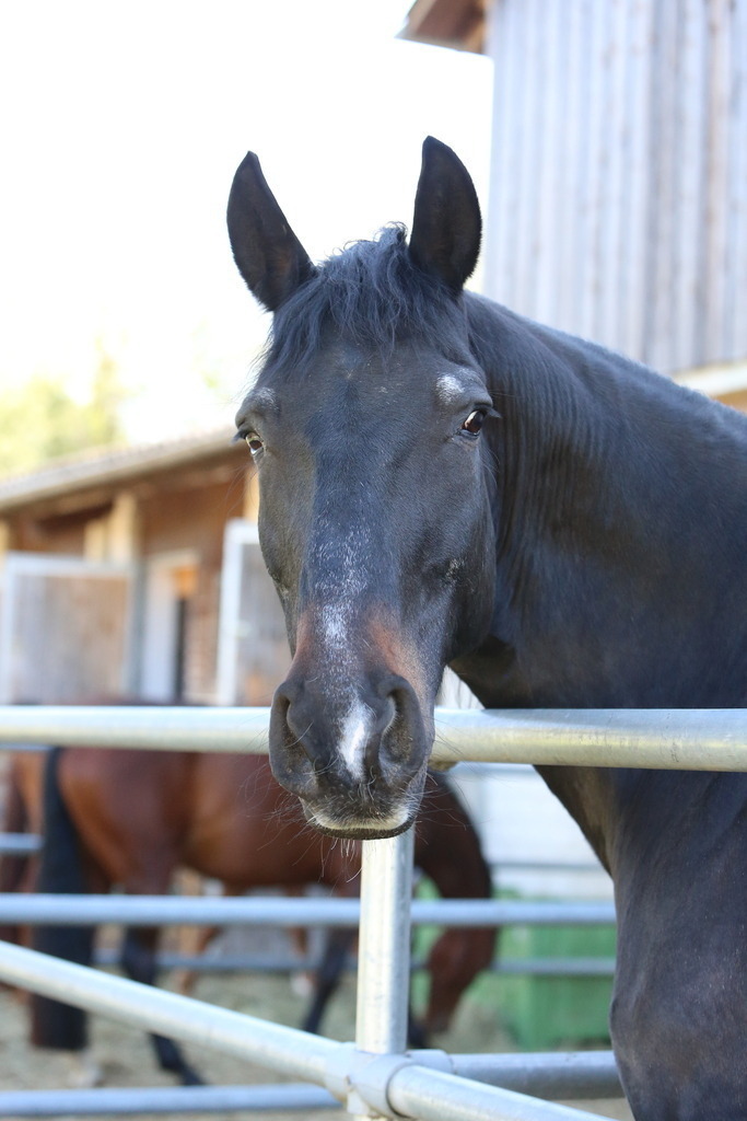 DL2Q3092 | Willkommen bei Brunnmayr - Design & Fotografie – Ihrem Spezialisten für Reitturniere und Pferdeveranstaltungen in Oberösterreich, Salzburg und Bayern! Seit über 17 Jahren sind wir leidenschaftlich dabei.