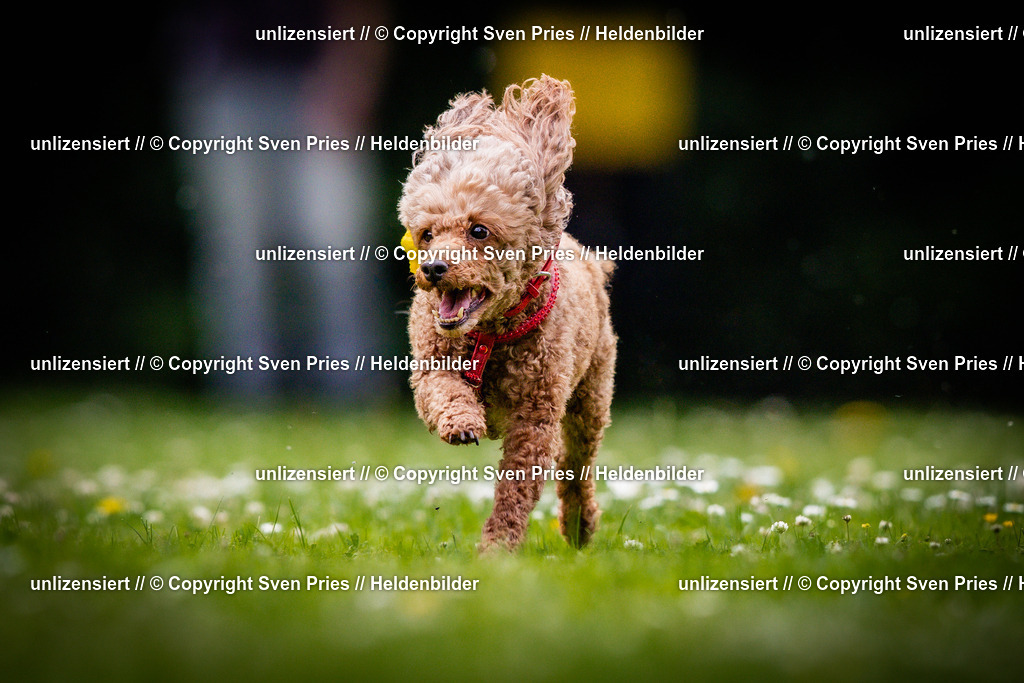 Sven Pries | 2025-05-29 - Pudelrennen KA-Durlach - Realisiert mit Pictrs.com