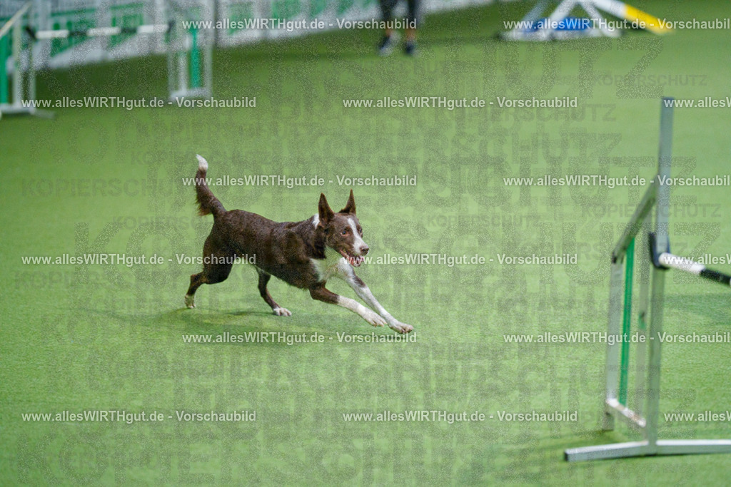 @allesWIRTHgut_Tierfotografie - www.allesWIRTHgut.de - 2604250837-7R507208 | Professionelle Tierfotografie in Mönchengladbach von Daniel Wirth (allesWIRTHgut). Liebevolle & natürliche Bilder von Hunden & Katzen für unvergessliche Erinnerungen.