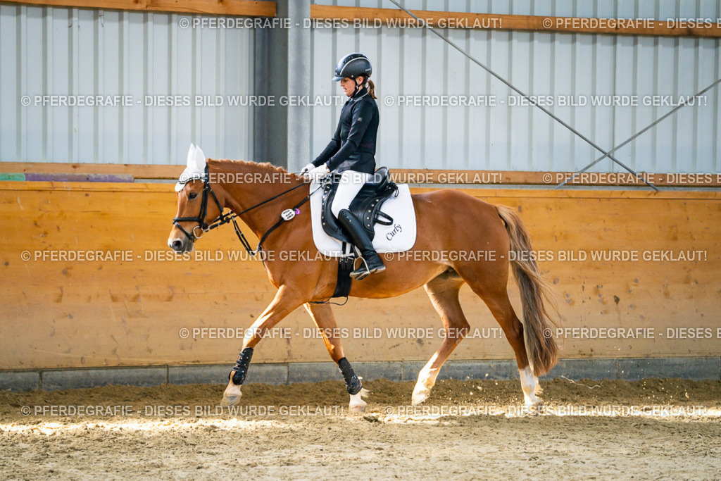 DSC01876 | Pferdegrafie