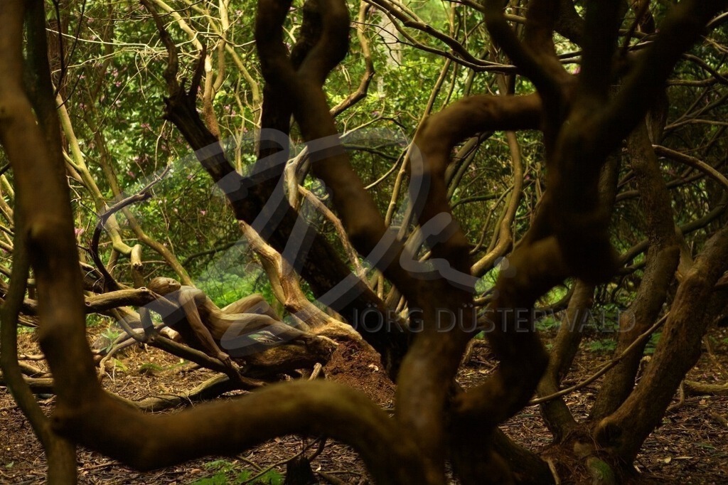 NatureArt-RHODOPARK_8149 | Zwischen den Ästen liegend | #001 | Modell: Darky | Foto: Andrej Lauckart - Realisiert mit Pictrs.com