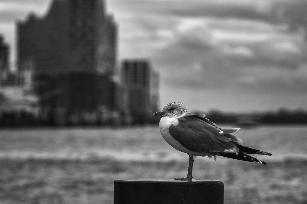 2025_03_12_HH-LANDUNGSBRUECKEN+HOLZHAFEN_MCP6513 sw | Hochwertig gedruckte Fotografien für die Wand, als Kalender und zum Verschenken. Hamburg & Norddeutschland und überall wo ich mit der Kamera unterwegs war.