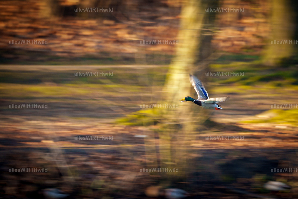 Daniel Wirth - www.allesWIRTHwild.de -7IV06820 | Entdecke die faszinierende Welt der Natur- und Wildlife-Fotografie von Daniel und Bärbel. Inspirierende Bilder von wilden Tieren und kleinen Naturwundern.