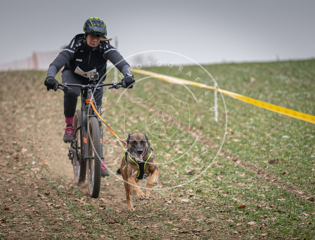 Pfotenfotografie_DV3A1534 | Hundefotografie, Tierfotograf, Pfotenfotografie, Fotoshooting Hund, Hunde Portrait, Hundesport, Hundeportraits, Heideshooting, Hunde, Sportfotograf, Hundefotograf, Turnierhundsport, THS,  - Realisiert mit Pictrs.com