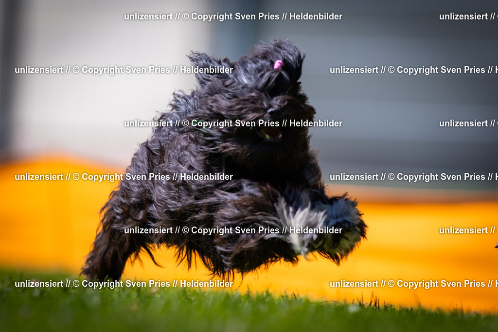 Sven Pries | 2025-08-10 - Hunderennen Durlach - Realisiert mit Pictrs.com