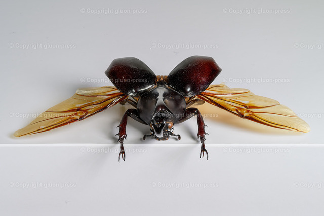 HDT1010741S80c | gluon-press - Realisiert mit Pictrs.com