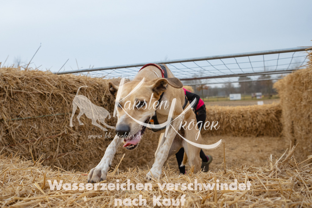0807_ZZ92153 | kk-dogfotos