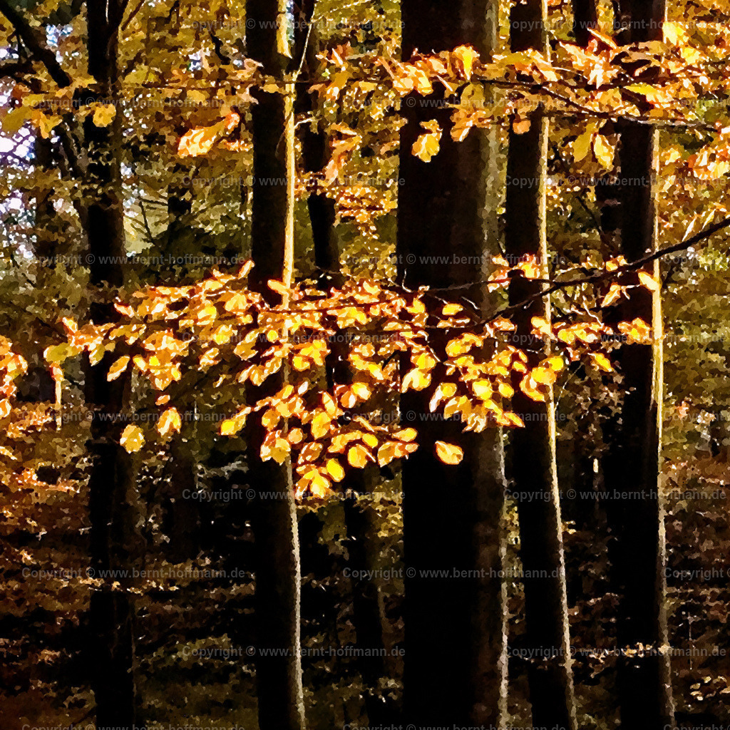 PDM2_4269_Herbstlaub_120x120 | DIGITALKUNST. Herbstlaub. __ Gelb verfärbte Blätter an einem Zweig von einem Waldbaum. __ Format = Quadrat. Seitenverhältnis = 1 zu 1 - Realisiert mit Pictrs.com
