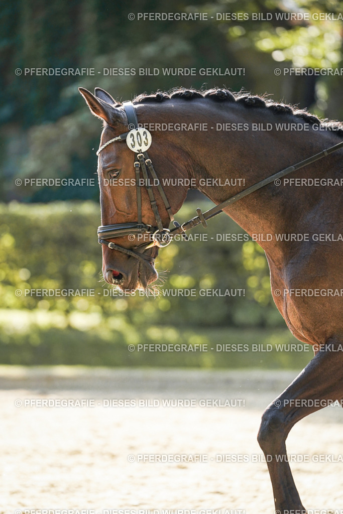 DSC06844 | Pferdegrafie