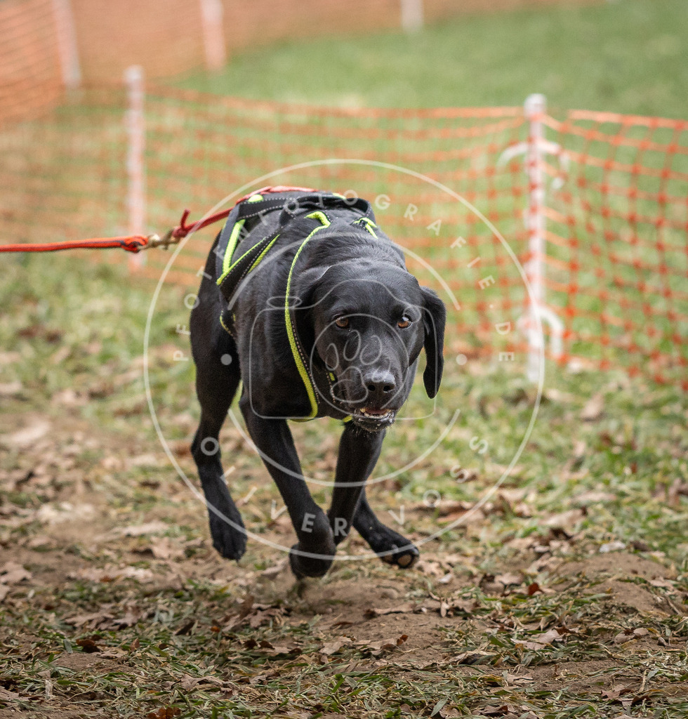 Pfotenfotografie_DV3A6113 | Hundefotografie, Tierfotograf, Pfotenfotografie, Fotoshooting Hund, Hunde Portrait, Hundesport, Hundeportraits, Heideshooting, Hunde, Sportfotograf, Hundefotograf, Turnierhundsport, THS,  - Realisiert mit Pictrs.com