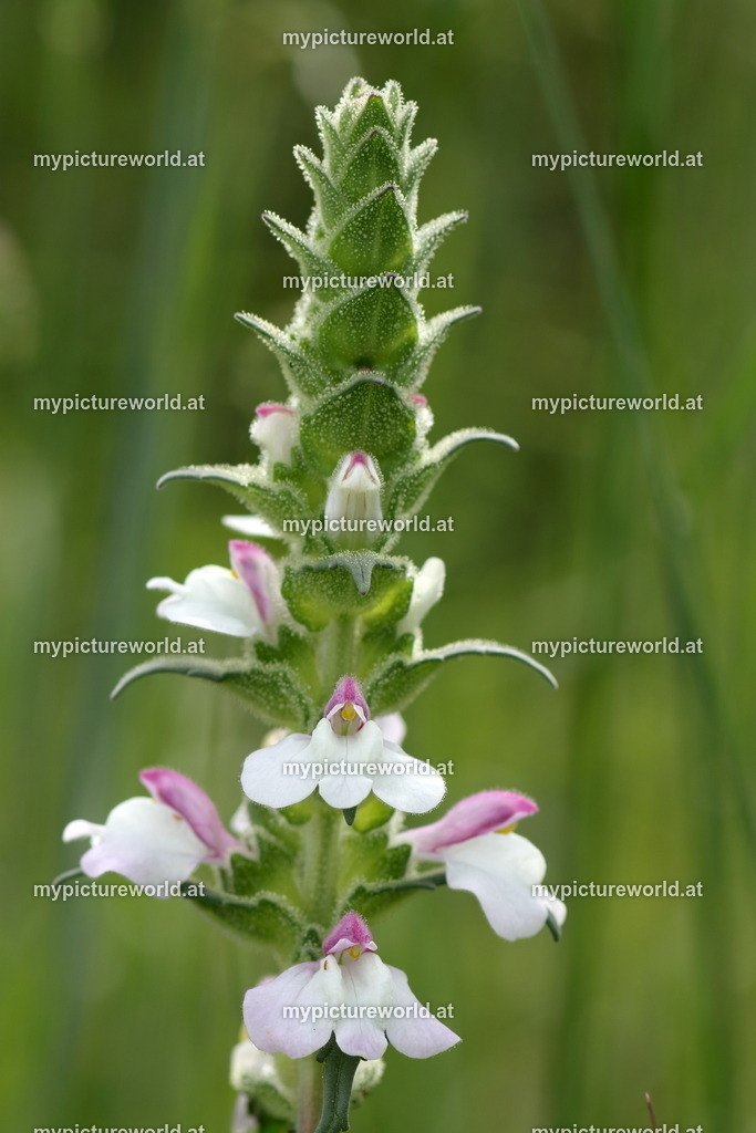 Bunte Bellardie-005 | Das Bilderarchiv über Tiere, Planzen und Landschaften. In der Bilddatenbank finden Sie ein große Auswahl an hochwertigen Bilder für Ihre Werbung - Realized with Pictrs.com