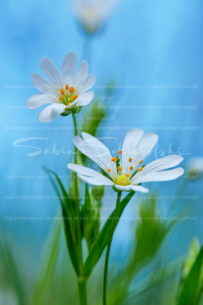 Wandbild Sternmiere | People- und Tierfotografie, Imageaufnahmen, Veranstaltungsfotografie und Wandbilder aus der Natur ★ Made in Germany ✔️ Druck + Downloads ✔️ Naturfotografie in Top Qualität ★ schneller Versand, weltweite Lieferung! - Realisiert mit Pictrs.com