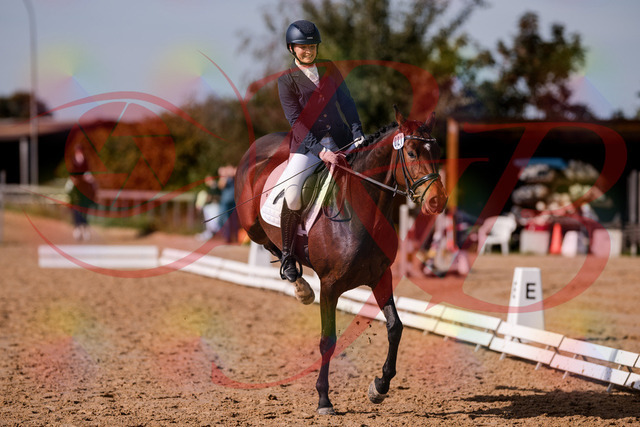 2026_10_03_Siefer-Hof_125754_Z81_47126853 | Professionelle Reitsport-, Turnier- und Eventfotografie von Robert Broda. Galerien mit ausgewählten und bearbeiteten Bildern direkt online ansehen und bestellen.