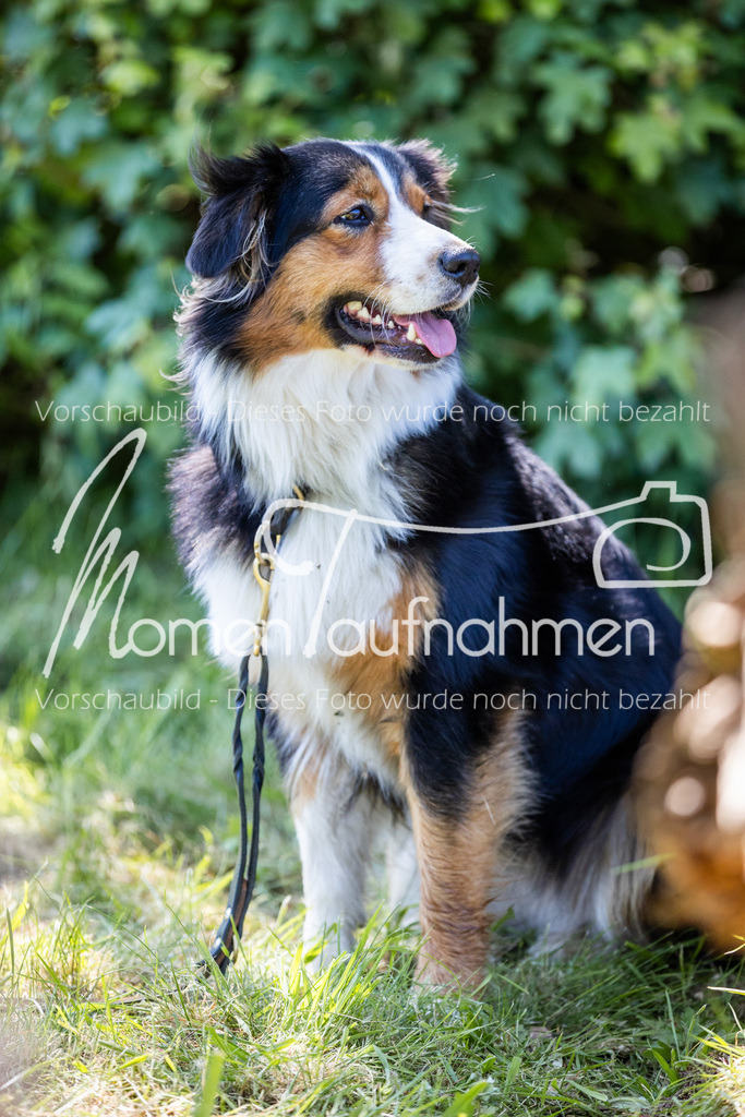 HH-Randmomente-026 | MomenTaufnahmen Pferdesportfotos