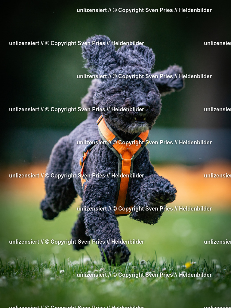 Sven Pries | 2025-05-29 - Pudelrennen KA-Durlach - Realisiert mit Pictrs.com