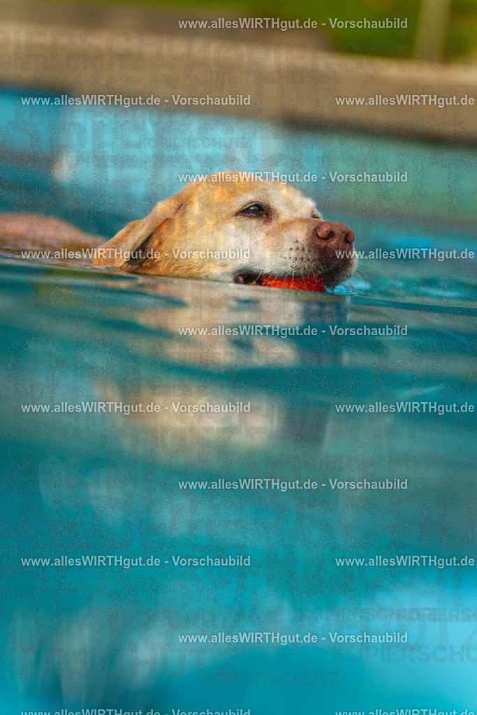 Hundeschwimmen_Grefrath_2026-allesWIRTHgut_Tierfotografie-09_35-7R502388 | Professionelle Tierfotografie in Mönchengladbach von Daniel Wirth (allesWIRTHgut). Liebevolle & natürliche Bilder von Hunden & Katzen für unvergessliche Erinnerungen.