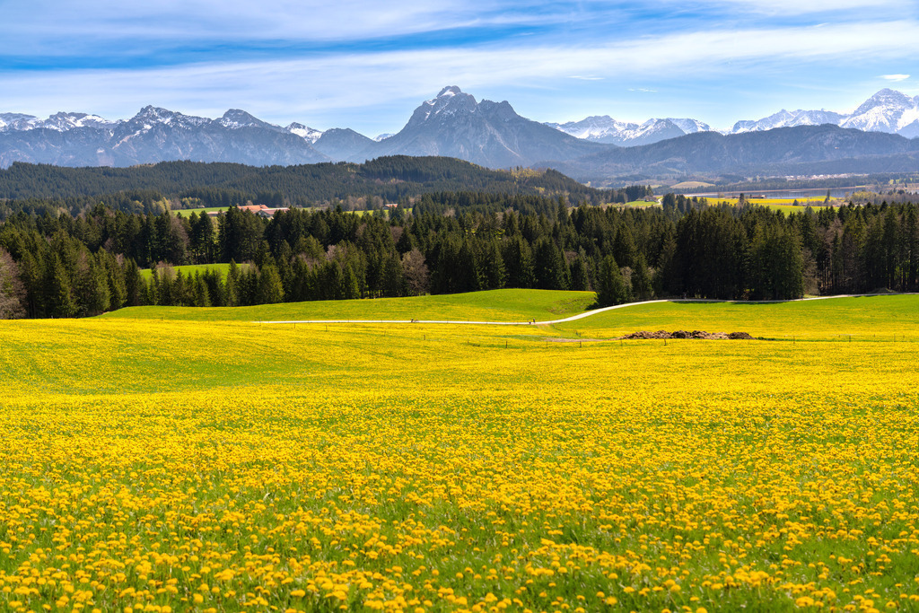 Allgäu Wandbild - Allgäuer Frühling mit Löwenzahn und Säuling | Dieses Jahr war eine unglaubliche Löwenzahnblüte, wie man in diesem Bild gut erkennen kann. Das Bild wurde auf einem Spaziergang zum Senkele und der Beichelstein Alp aufgenommen. Der Blick geht über das Löwenzahnmeer hin zum Säuling.
Solltet Ihr das Bild im Hochformat benötigen, schreibt mich einfach kurz an.
