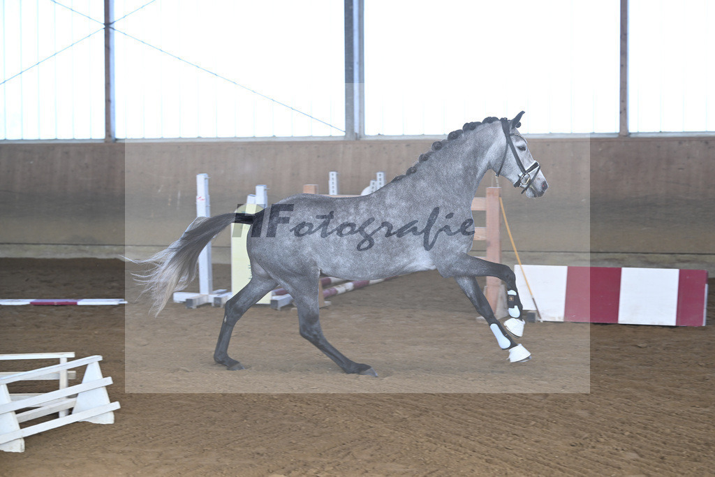 Kat-Nr. 3 Golden Diamond K v. GoldenGray_Koldas_49250063 | hf-fotografie - Realisiert mit Pictrs.com