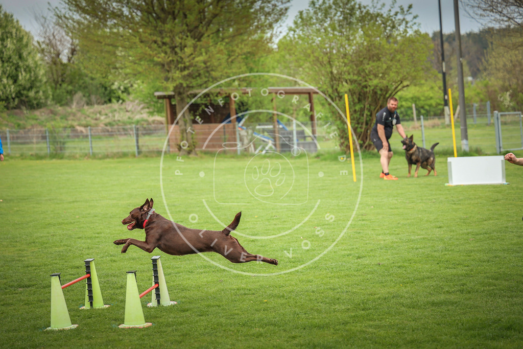 Pfotenfotografie_0L8A9680 | Hundefotografie, Tierfotograf, Pfotenfotografie, Fotoshooting Hund, Hunde Portrait, Hundesport, Hundeportraits, Heideshooting, Hunde, Sportfotograf, Hundefotograf, Turnierhundsport, THS,  - Realisiert mit Pictrs.com