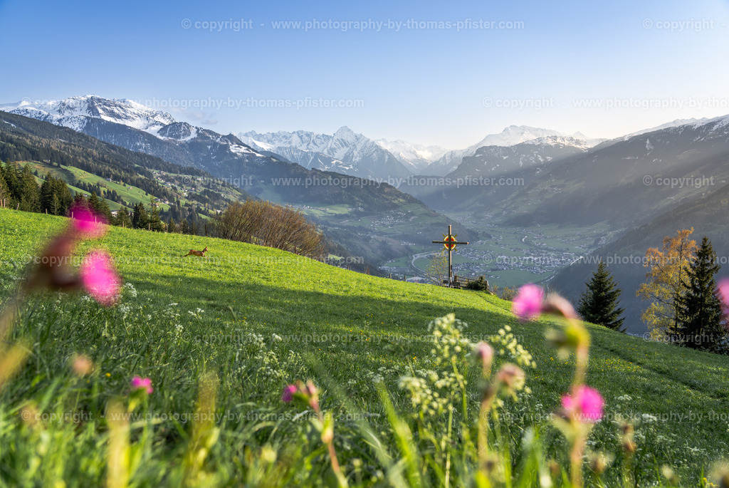 Distelberger Wetterkreuz Reh copyright  Thomas Pfister-1 | PHOTOGRAPHY BY THOMAS PFISTER