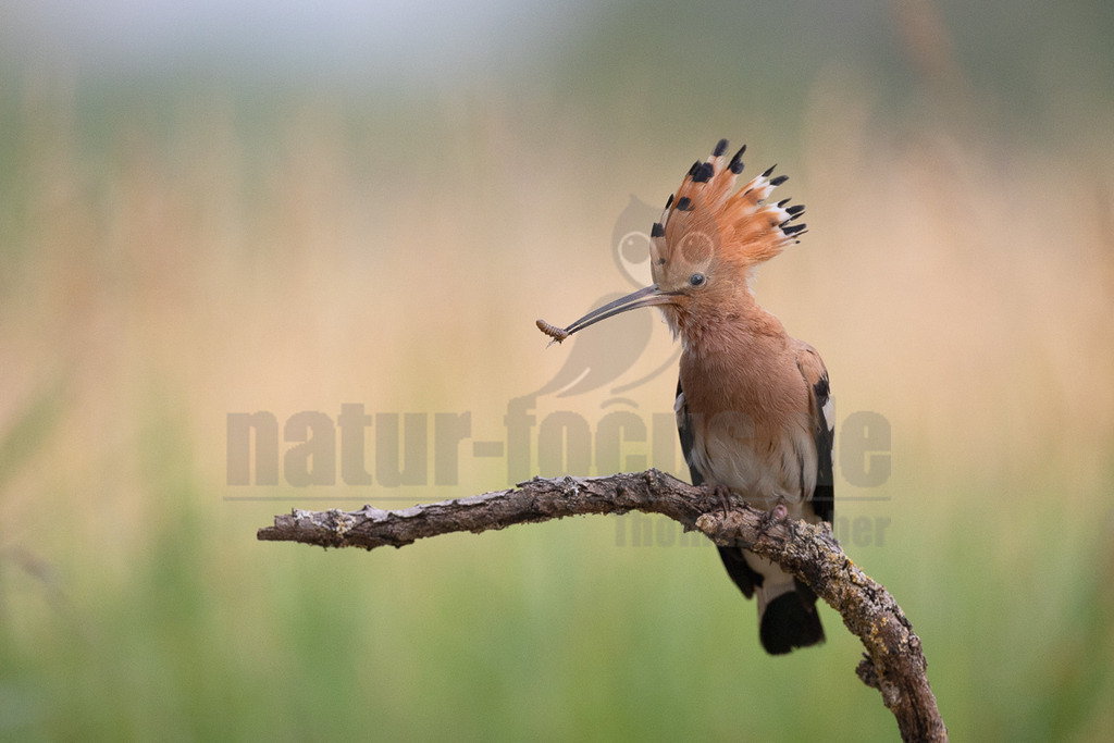 R6NF2874_20240530 | Der Bildershop von www.natur-focus.de bietet ihnen den einfachen Kauf von Bildmaterial per Download aus allen Bereichen der Natur. In den Galerien finden sie Landschaftsfotos, Tierbilder und natürlich auf Pflanzenfotos. - Realisiert mit Pictrs.com