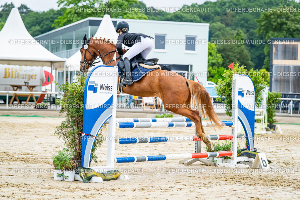 DSC02702 | Pferdegrafie