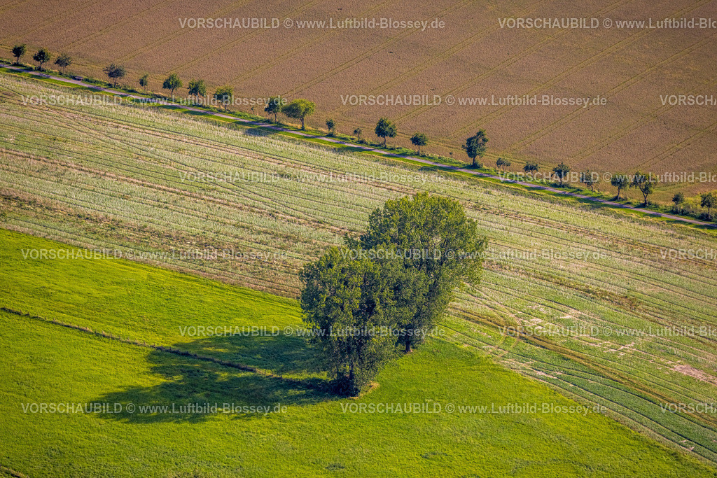 Beckum230804509 | Luftbild, Bäume und Baumallee, Wiesen und Felder am Deipenbach, Beckum, Münsterland, Nordrhein-Westfalen, Deutschland