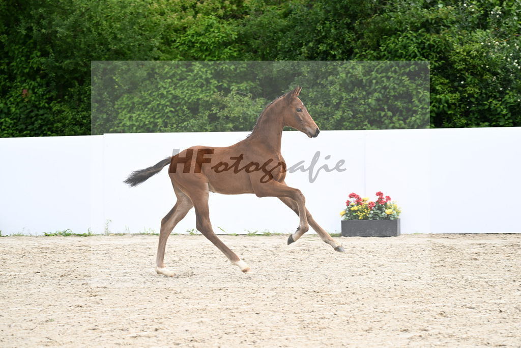 Veneno x Feriado_HF_Ederle_13250223 | hf-fotografie - Realizzato con Pictrs.com