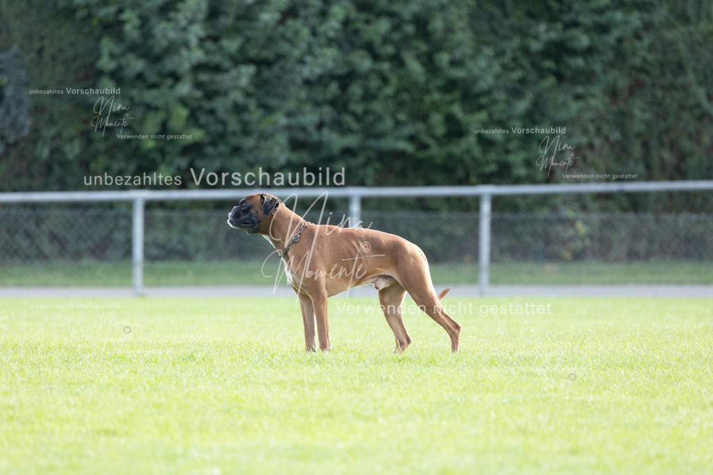 _16A6588 | Einzigartige Fotos von Hunden & Menschen –Actionfotos, Portraits, Vereinsaufnahmen & Paarshootings – authentisch, lebendig & mit Herz.