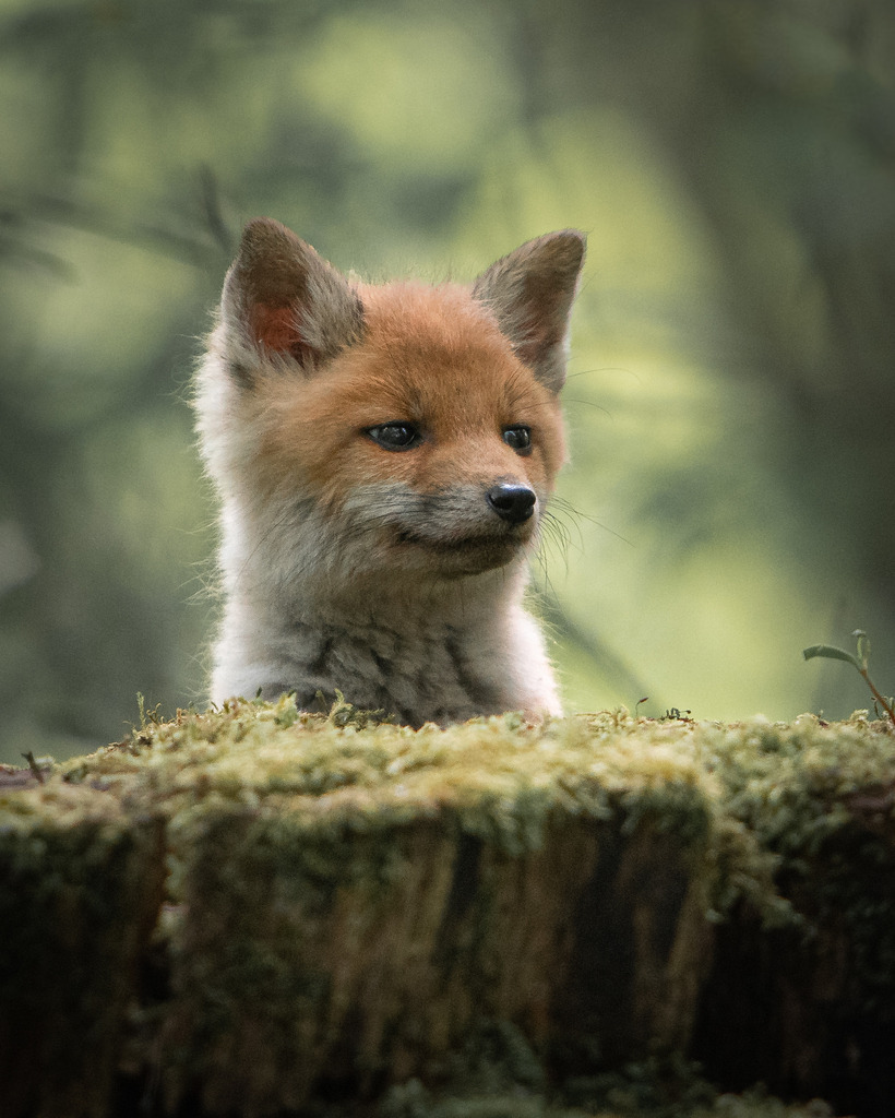Junger Fuchs ist neugierig | In diesem Alter ist für die jungen Füchse noch alles neu. 