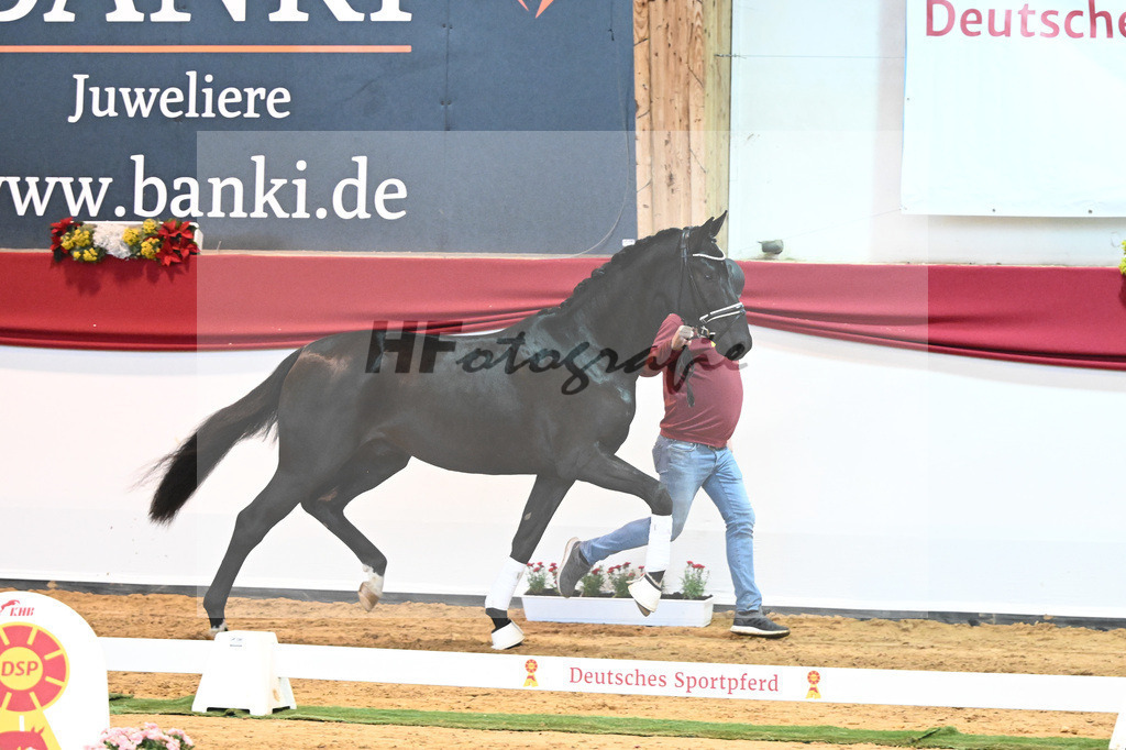 Kat-Nr. 3 Bellany x Florestan I_Schulze-Averdiek_43231635 | hf-fotografie - Realisiert mit Pictrs.com