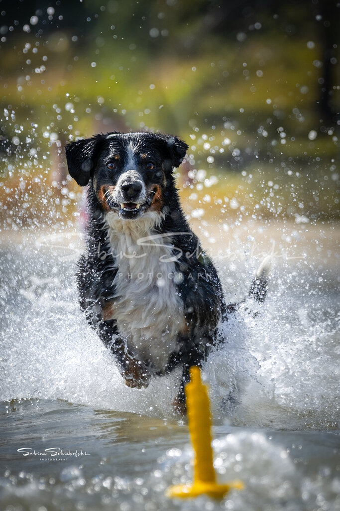 Wasserspiele | People- und Tierfotografie, Imageaufnahmen, Veranstaltungsfotografie und Wandbilder aus der Natur ★ Made in Germany ✔️ Druck + Downloads ✔️ Naturfotografie in Top Qualität ★ schneller Versand, weltweite Lieferung! - Realisiert mit Pictrs.com