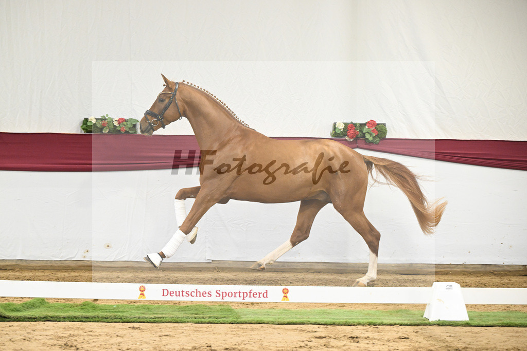 Kat-Nr. 22 Secret x Revolution_Gestuet Greim_47250643 | hf-fotografie - Realisiert mit Pictrs.com