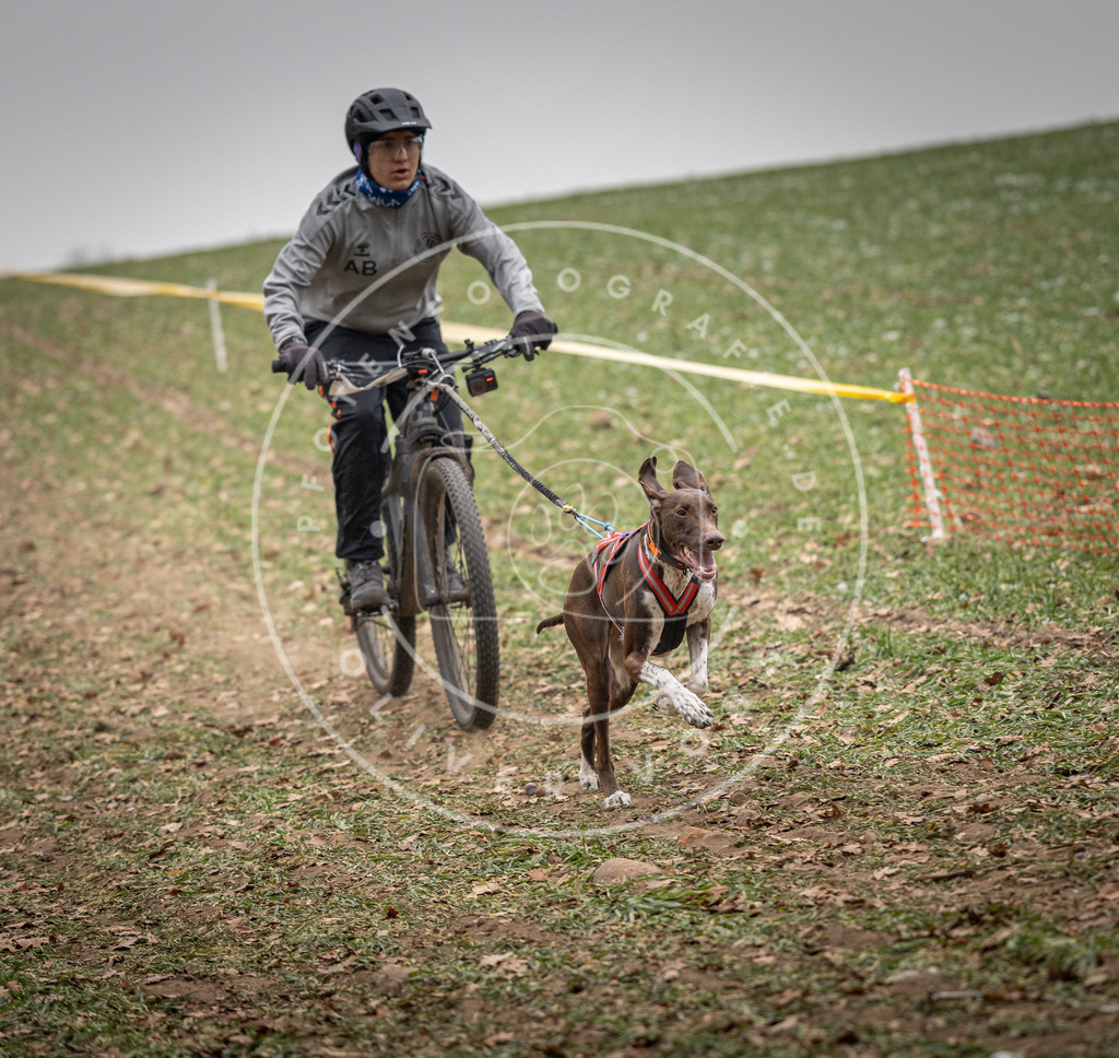 Pfotenfotografie_DV3A2486 | Hundefotografie, Tierfotograf, Pfotenfotografie, Fotoshooting Hund, Hunde Portrait, Hundesport, Hundeportraits, Heideshooting, Hunde, Sportfotograf, Hundefotograf, Turnierhundsport, THS,  - Realisiert mit Pictrs.com