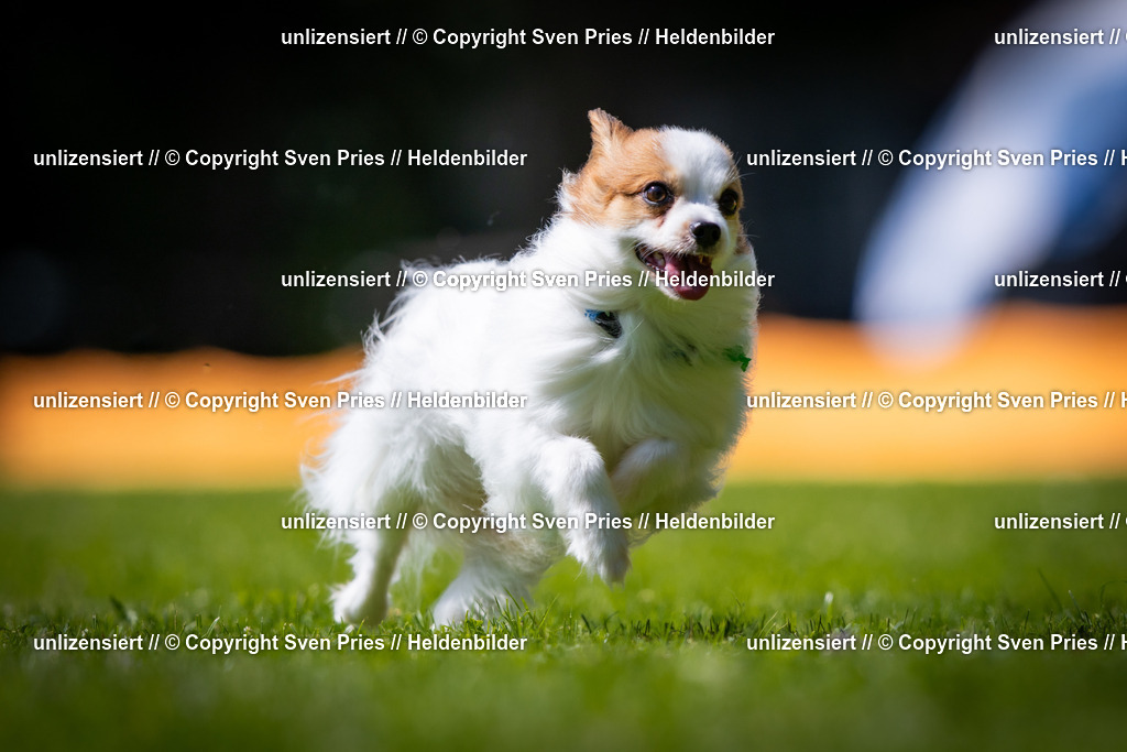 Sven Pries | 2025-08-10 - Hunderennen Durlach - Realisiert mit Pictrs.com