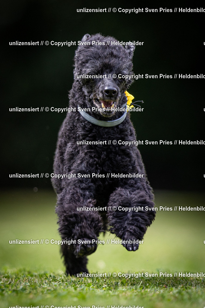 Sven Pries | 19. Allgemeines Hunderennen Karlsruhe Durlach - Realisiert mit Pictrs.com